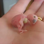 2 pollo 15-7-10