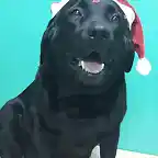 Lua Natal