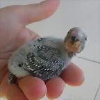 1 pollo 7-9-10