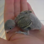 3 pollo 7-9-10
