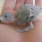 4 pollo 7-9-10