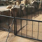 Zoo de Barcelona 28-10-10 352