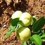 P1110671 manzanas de mata edu