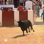 044, el toro en la plaza 1, marca