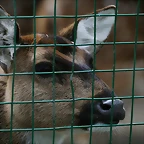 Zoo de Barcelona 28-01-11 495