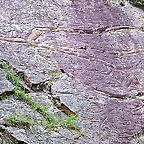 Huellas f?siles en las rocas de un gusano marino gigante