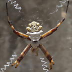 Argiope argentata 1 (1-10-23 Zoo de Quito, wild)