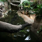 Zoo de Barcelona 27-03-11 434