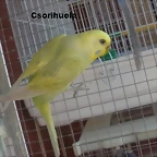 var minie 7-10-10