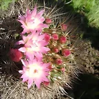 foto cactus 1