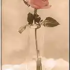 rosa rosasa