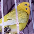 PERIQUITO1