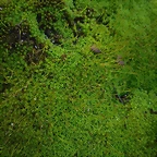SAM_0371