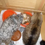 maya y garfi comiendo juntos