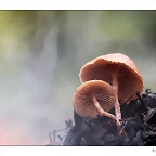 _MG_2426-Editar