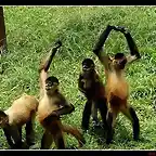 Monos-bailando