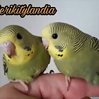 FB_IMG_1497436356320