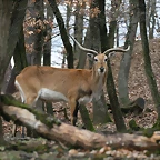 Zoo Lyon + Safari Peaugres febrer 2011 847
