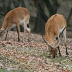 Zoo Lyon + Safari Peaugres febrer 2011 813
