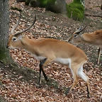Zoo Lyon + Safari Peaugres febrer 2011 830