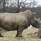 Zoo Lyon + Safari Peaugres febrer 2011 863