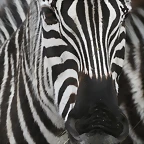 Zoo Lyon + Safari Peaugres febrer 2011 880