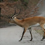 Zoo Lyon + Safari Peaugres febrer 2011 823