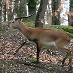 Zoo Lyon + Safari Peaugres febrer 2011 837