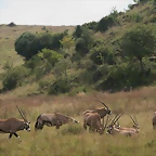 Rhino & Lion Nature Reserve 15-03-09 160