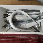 Ranchito de pescado