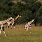 Pilanesberg National Park 30-3-09 280