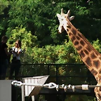 Zoo Barcelona 120