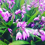 Wet Purple Flowers