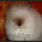 Iloveteddys