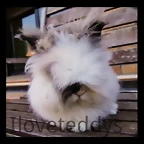 conejos enanos teddy bear