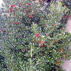 DSCN7967