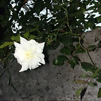 DSCN7961