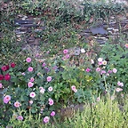 DSCN7969