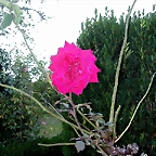 DSCN7964