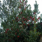DSCN7968