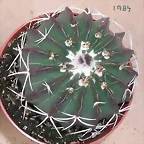 Parodia sellowii tephracantha