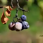 12, ciruelas pasadas, marca