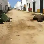 Caballos muertos en el Rocio-2013