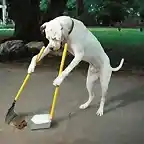 perro-hacendoso