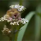 ratoncito feliz