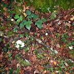DSCN3741'1
