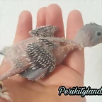 FB_IMG_1533584365683