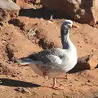 23, pato tomando el sol, marca