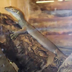 Varanus mertensi (16-6-13 Terarium Praha, Dube&#269;)