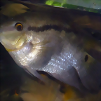 Mesonauta festivus (23-7-19 New England aquarium)